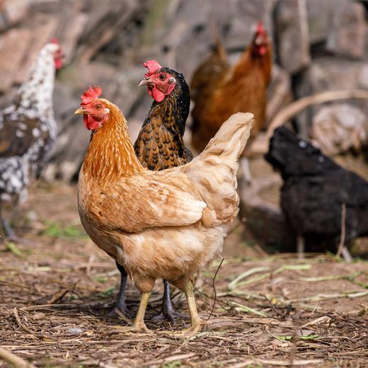 【同城销售】玉溪本地农家散养土鸡峨山竹海旁山地养殖走路鸡跑步鸡活鸡 商品图3