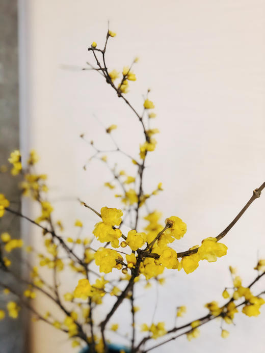 配花 ｜ 中国腊梅 商品图4