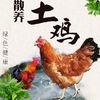 【同城销售】玉溪本地农家散养土鸡峨山竹海旁山地养殖走路鸡跑步鸡活鸡 商品缩略图0
