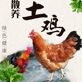 【同城销售】玉溪本地农家散养土鸡峨山竹海旁山地养殖走路鸡跑步鸡活鸡