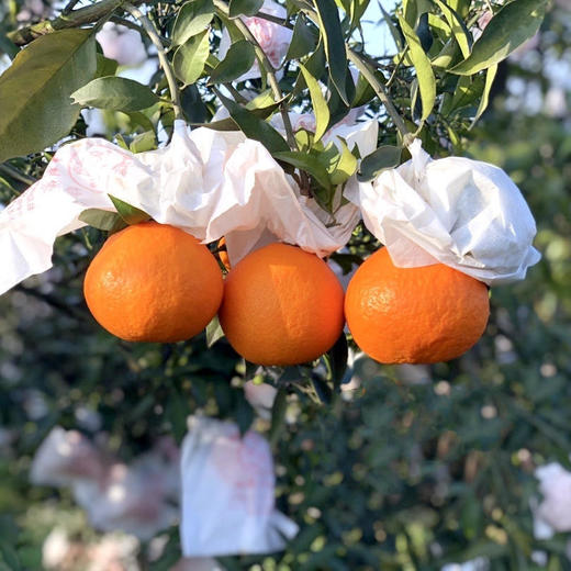 【顶级爱媛只有不到1%的人能吃得到】可以“吸”着吃的橙子皮薄肉厚甜蜜爆汁满满维C精选大果橙意满满5斤装只做核心产区树上熟的一级果甜度不够13坚决不摘 商品图7