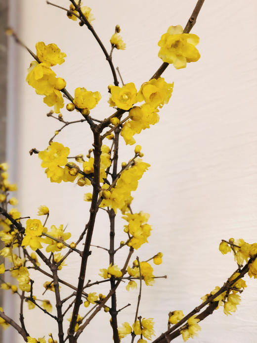 配花 ｜ 中国腊梅 商品图6