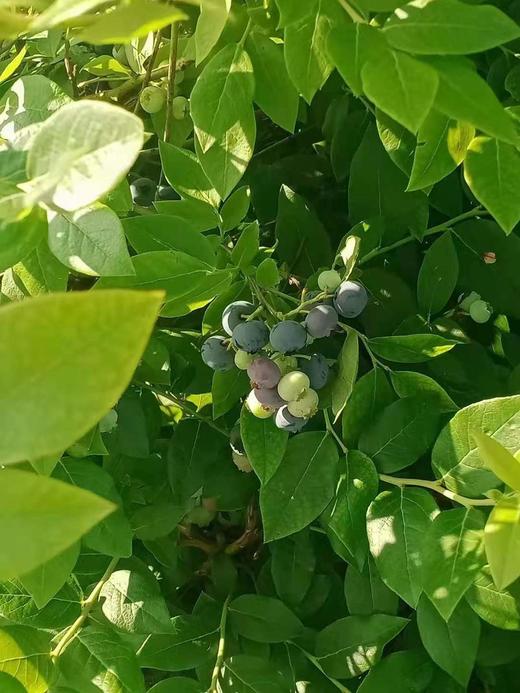 小兴安岭丨野生蓝莓原浆丨富含花青素丨每瓶50ml2盒共16瓶装丨成人/儿童款 商品图13