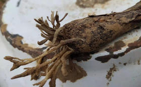 大葱种植病害防治——根腐病