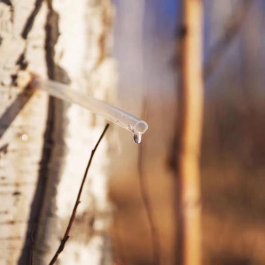 10倍浓缩白桦树汁8支/盒共2盒16支应酬必备神器 商品图1