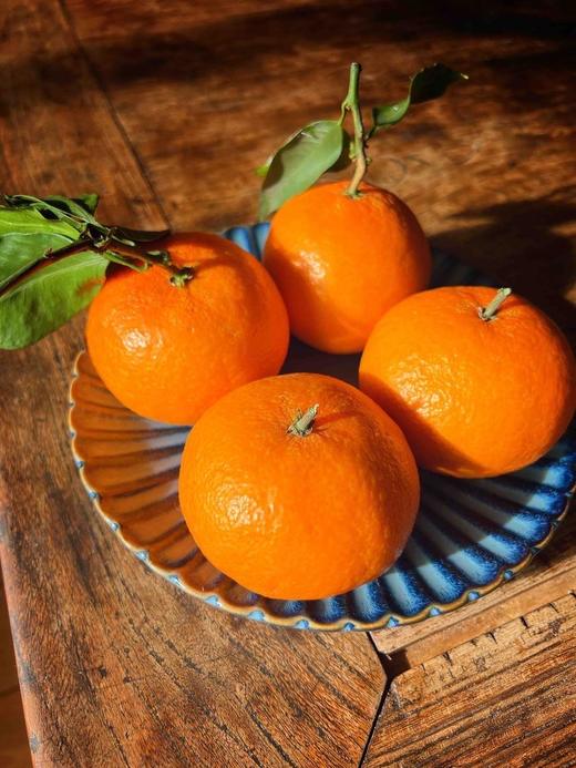 【顶级爱媛只有不到1%的人能吃得到】可以“吸”着吃的橙子皮薄肉厚甜蜜爆汁满满维C精选大果橙意满满5斤装只做核心产区树上熟的一级果甜度不够13坚决不摘 商品图9