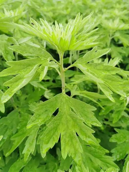 【天然蕲艾精油】花草秀手工精油小艾皂天然草本精华全身可用80g*2 商品图3