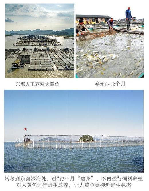 【开袋即烹的大黄花鱼！250g*6条】“中国黄鱼之乡”福建宁德国家地理标志产品天然无污染！仅一根主刺没有小刺好食用免洗免杀~ 商品图7