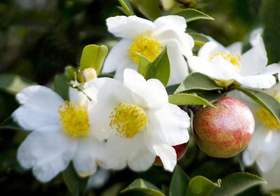 茶油 山茶油 茶籽油 传统方式压榨 食用 外用 老少皆宜