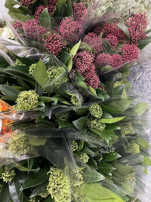 【荷兰进口】茵芋  绿色/红色  约2-3枝/扎 商品图5