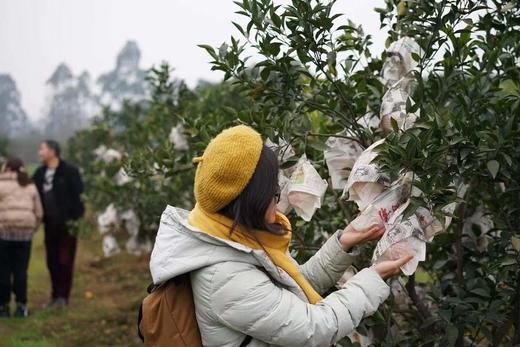 【顶级爱媛只有不到1%的人能吃得到】可以“吸”着吃的橙子皮薄肉厚甜蜜爆汁满满维C精选大果橙意满满5斤装只做核心产区树上熟的一级果甜度不够13坚决不摘 商品图12