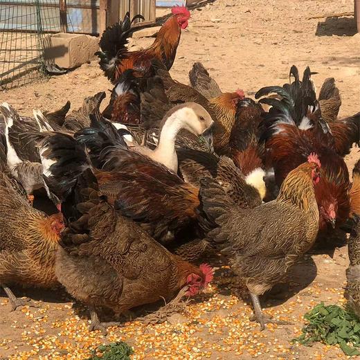 【同城销售】玉溪本地农家散养土鸡峨山竹海旁山地养殖走路鸡跑步鸡活鸡 商品图2