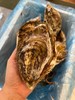 【一入蚝门深似海】真正乳山生蚝乳山核心产区国内生蚝的天花板完美媲美国外顶级生蚝5斤/箱（6~8个）个大肉美营养丰富国家地理标志 商品缩略图3
