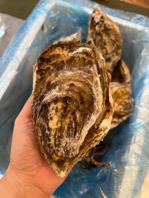 【一入蚝门深似海】真正乳山生蚝乳山核心产区国内生蚝的天花板完美媲美国外顶级生蚝5斤/箱（6~8个）个大肉美营养丰富国家地理标志 商品图3