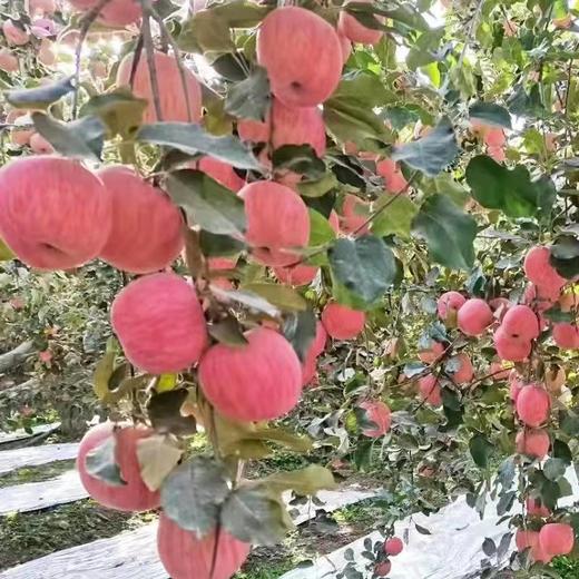 新疆阿克苏冰糖心苹果 特级大果 商品图1