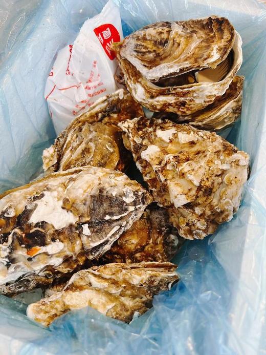 【一入蚝门深似海】真正乳山生蚝乳山核心产区国内生蚝的天花板完美媲美国外顶级生蚝5斤/箱（6~8个）个大肉美营养丰富国家地理标志 商品图6