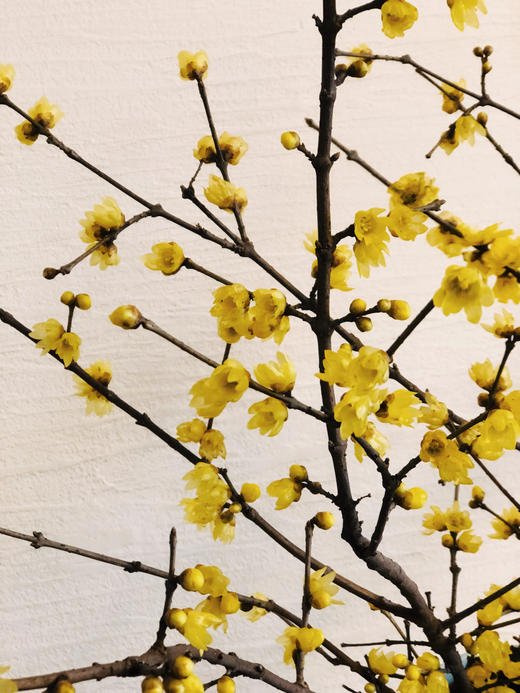 配花 ｜ 中国腊梅 商品图7