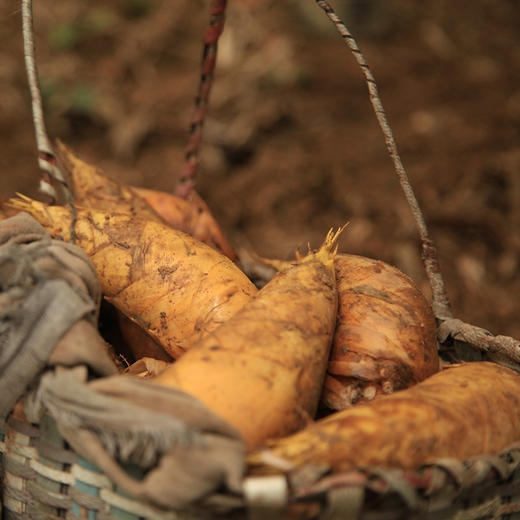 头茬临安天目山冬笋 | 精选两头尖大笋现挖现发 肉质细嫩鲜美 饱满清甜爽脆 清香开胃 肉厚无渣 美味百搭好食材 商品图3