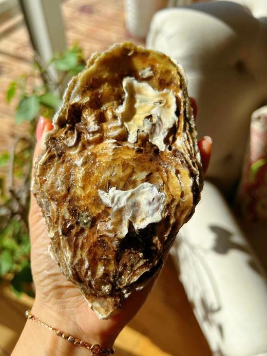 【一入蚝门深似海】真正乳山生蚝乳山核心产区国内生蚝的天花板完美媲美国外顶级生蚝5斤/箱（6~8个）个大肉美营养丰富国家地理标志 商品图1