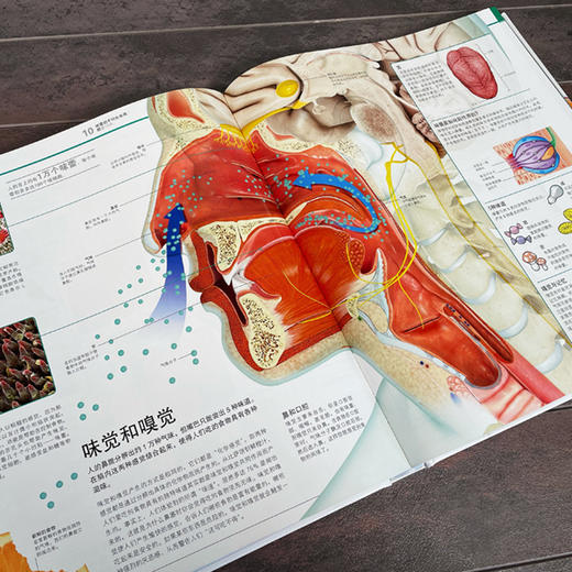 【精装】DK万物大百科+DK知识大百科（全2册 ）3岁+ 3D和剖面效果跨页大图 是DK史上超大规模的一次百科盛宴 商品图9