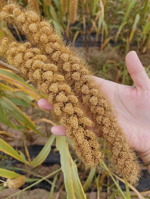 【2021年新米赤峰有机小米】米油丰富好口感健脾养胃内蒙古赤峰毛毛谷小米500g*5包一共5斤装 商品图7