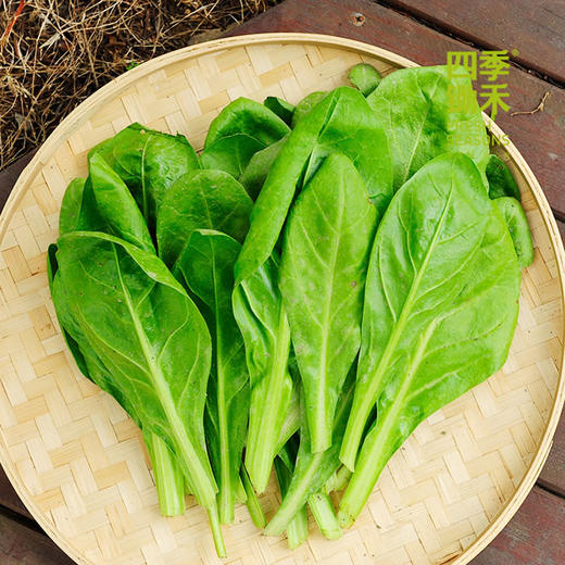 甜菜400g（清炒味涩哦，焯水后用豆腐乳汁下汤味道极美） 商品图0