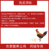【同城销售】玉溪本地农家散养土鸡峨山竹海旁山地养殖走路鸡跑步鸡活鸡 商品缩略图4