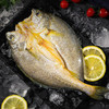 【开袋即烹的大黄花鱼！250g*6条】“中国黄鱼之乡”福建宁德国家地理标志产品天然无污染！仅一根主刺没有小刺好食用免洗免杀~ 商品缩略图5