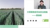 大葱病害防治——葱锈病 商品缩略图0