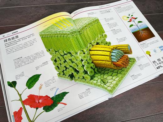 【精装】DK万物大百科+DK知识大百科（全2册 ）3岁+ 3D和剖面效果跨页大图 是DK史上超大规模的一次百科盛宴 商品图3
