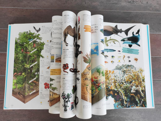 【精装】DK万物大百科+DK知识大百科（全2册 ）3岁+ 3D和剖面效果跨页大图 是DK史上超大规模的一次百科盛宴 商品图6