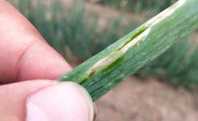 大葱种植虫害防治——斑潜蝇