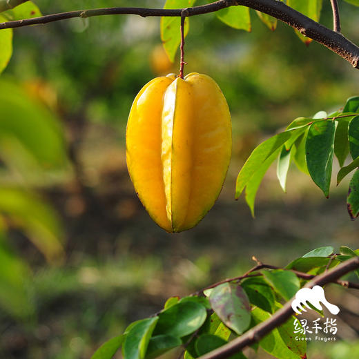生态杨桃 | 绿家自产* Eco-carambola | Self-production 商品图4