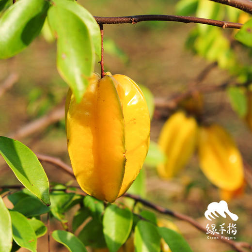 生态杨桃 | 绿家自产* Eco-carambola | Self-production 商品图5