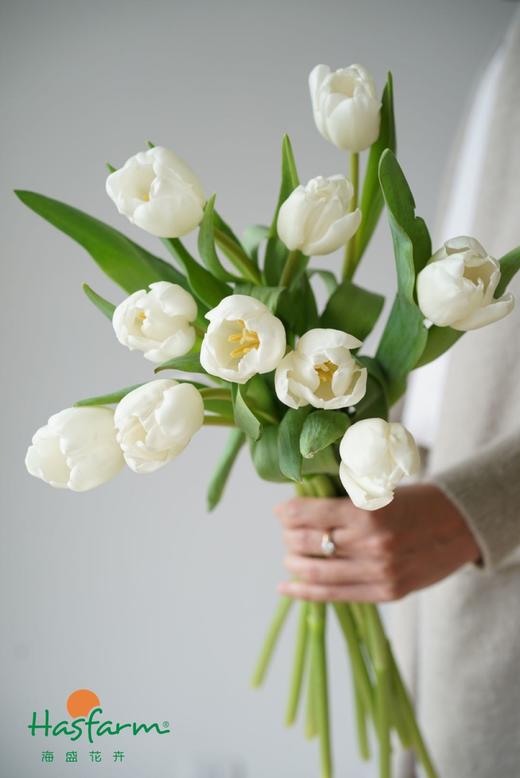 海盛郁金香 商品图0