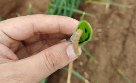 大葱种植虫害防治——甜菜夜蛾（青虫）