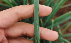 大葱种植虫害防治——葱蓟马