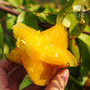 生态杨桃 | 绿家自产* Eco-carambola | Self-production 商品缩略图2