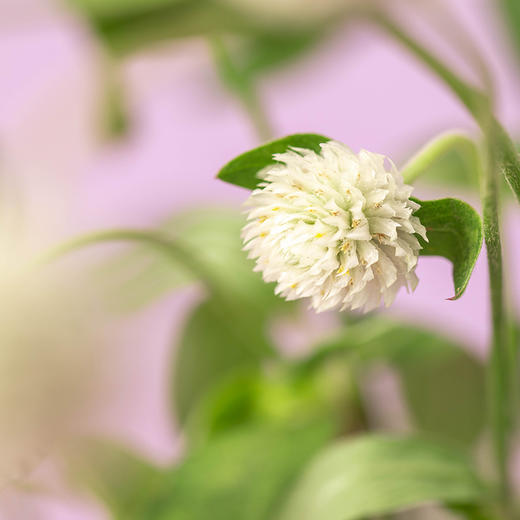 24h 千日红 白色 10枝 花点心选