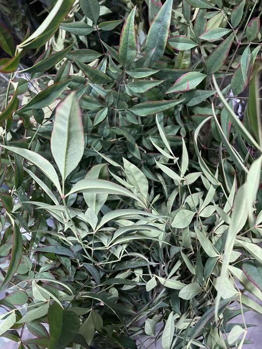 【每日福利】南天竹  绿色   约2-3枝/扎 商品图2