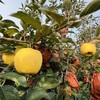 冬日之恋苹果（日本新品种，号称全球最贵苹果），比黄金维纳斯更高端，纯甜口感，没有一点酸味，皮薄肉脆，高甜浓香，带有独特果香气。注意这不是金帅或金富士 商品缩略图3
