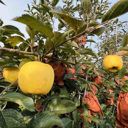 冬日之恋苹果（日本新品种，号称全球最贵苹果），比黄金维纳斯更高端，纯甜口感，没有一点酸味，皮薄肉脆，高甜浓香，带有独特果香气。注意这不是金帅或金富士 商品图3