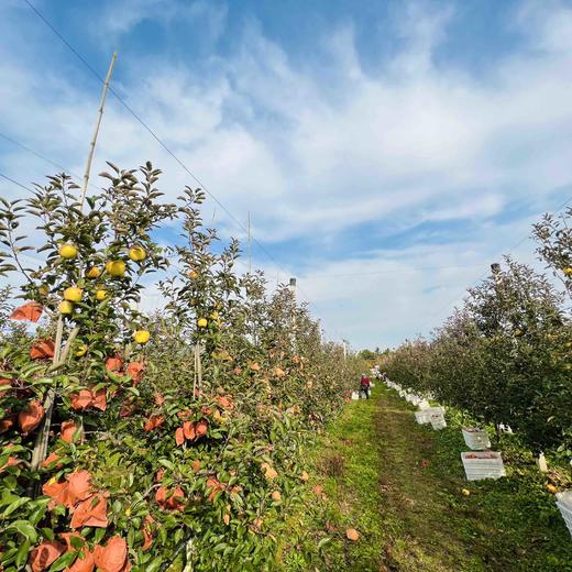 冬日之恋苹果（日本新品种，号称全球最贵苹果），比黄金维纳斯更高端，纯甜口感，没有一点酸味，皮薄肉脆，高甜浓香，带有独特果香气。注意这不是金帅或金富士 商品图4