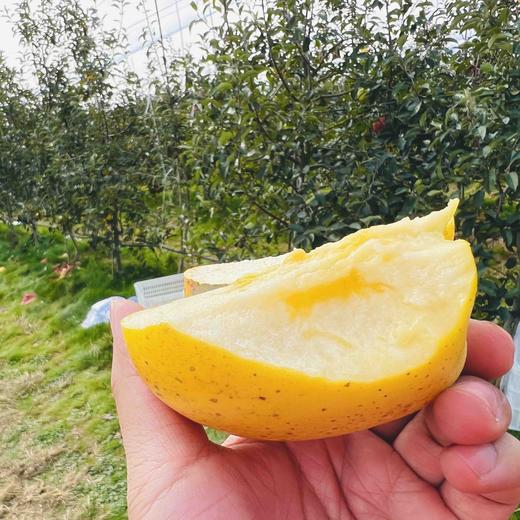 冬日之恋苹果（日本新品种，号称全球最贵苹果），比黄金维纳斯更高端，纯甜口感，没有一点酸味，皮薄肉脆，高甜浓香，带有独特果香气。注意这不是金帅或金富士 商品图1