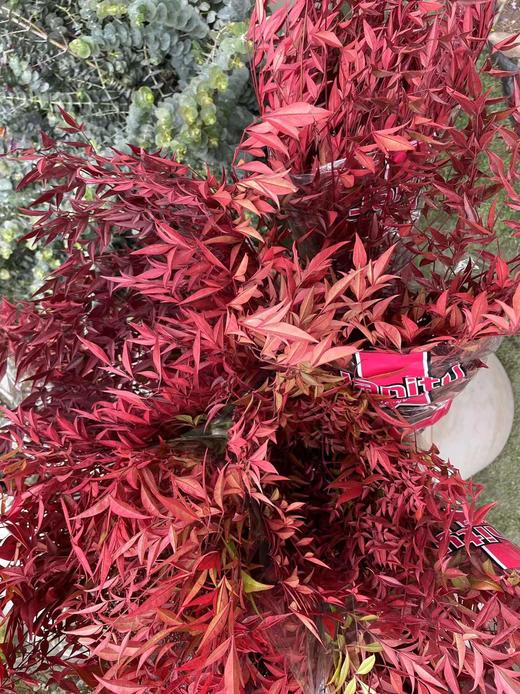 【每日福利】南天竹  红色   约2-3枝/扎 商品图2