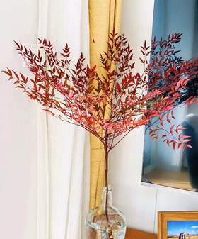 【每日福利】南天竹  红色   约2-3枝/扎