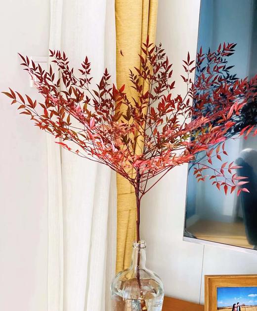 【每日福利】南天竹  红色   约2-3枝/扎 商品图0