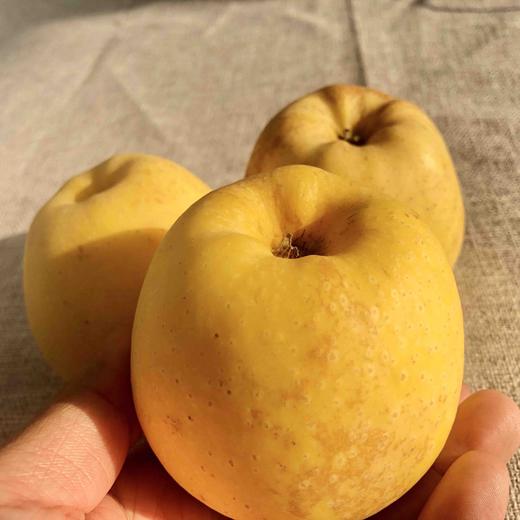 黄金维纳斯苹果，纯甜口感，没有一点酸味，带有独特果香气。 商品图2