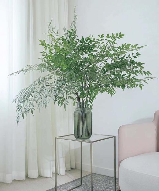 【每日福利】南天竹  绿色   约2-3枝/扎 商品图0