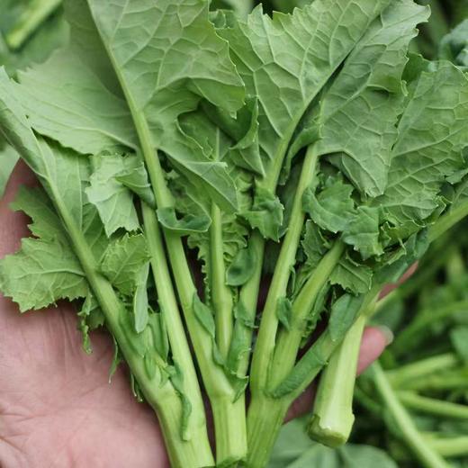 【严选】狮山新鲜油菜苔4斤（基地直发） 商品图1